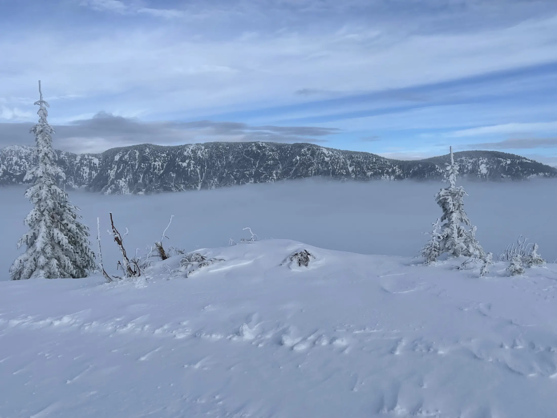 Frosted trees above a sea of clouds