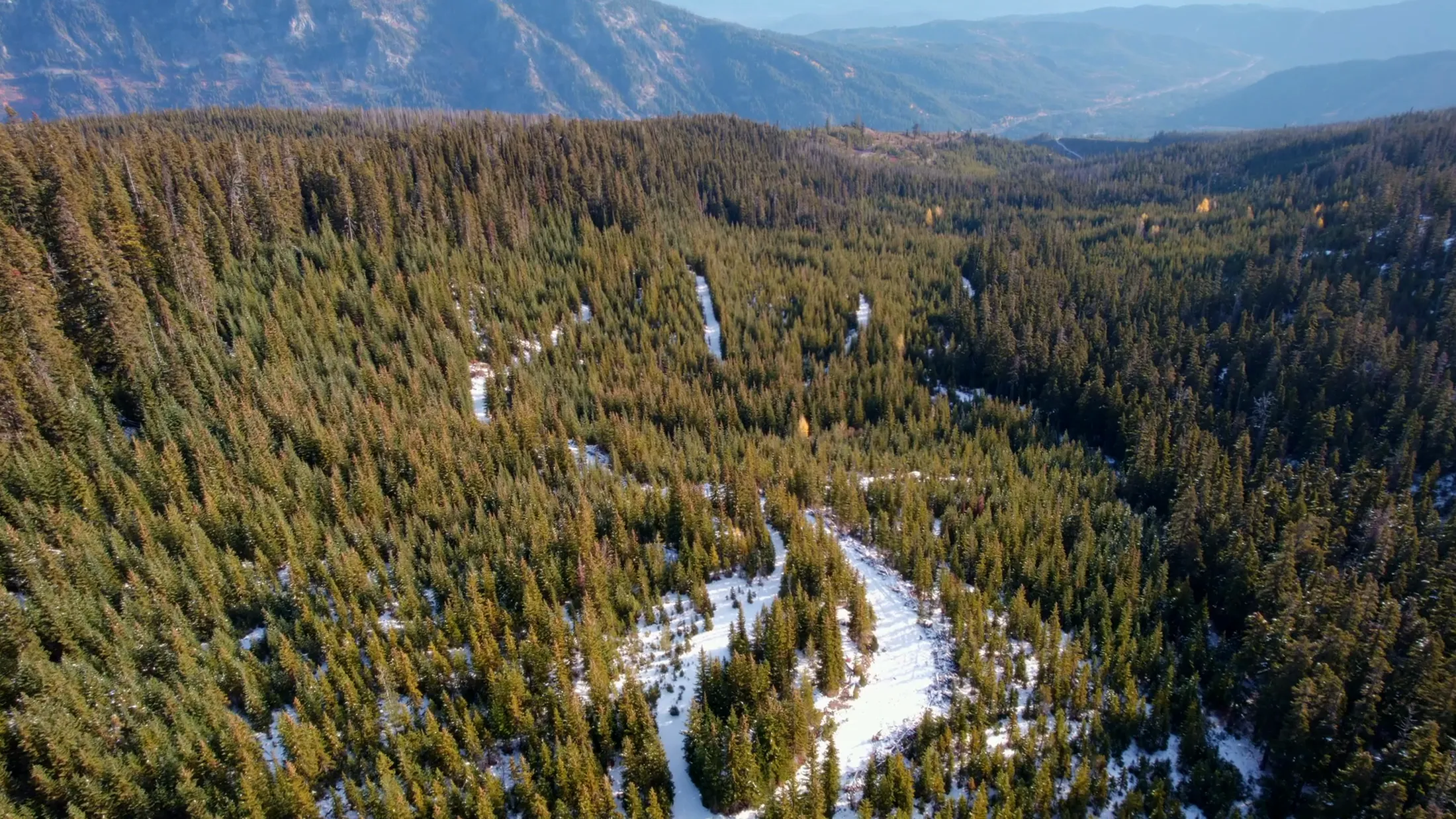 Aerial of a creek winding through dense forest