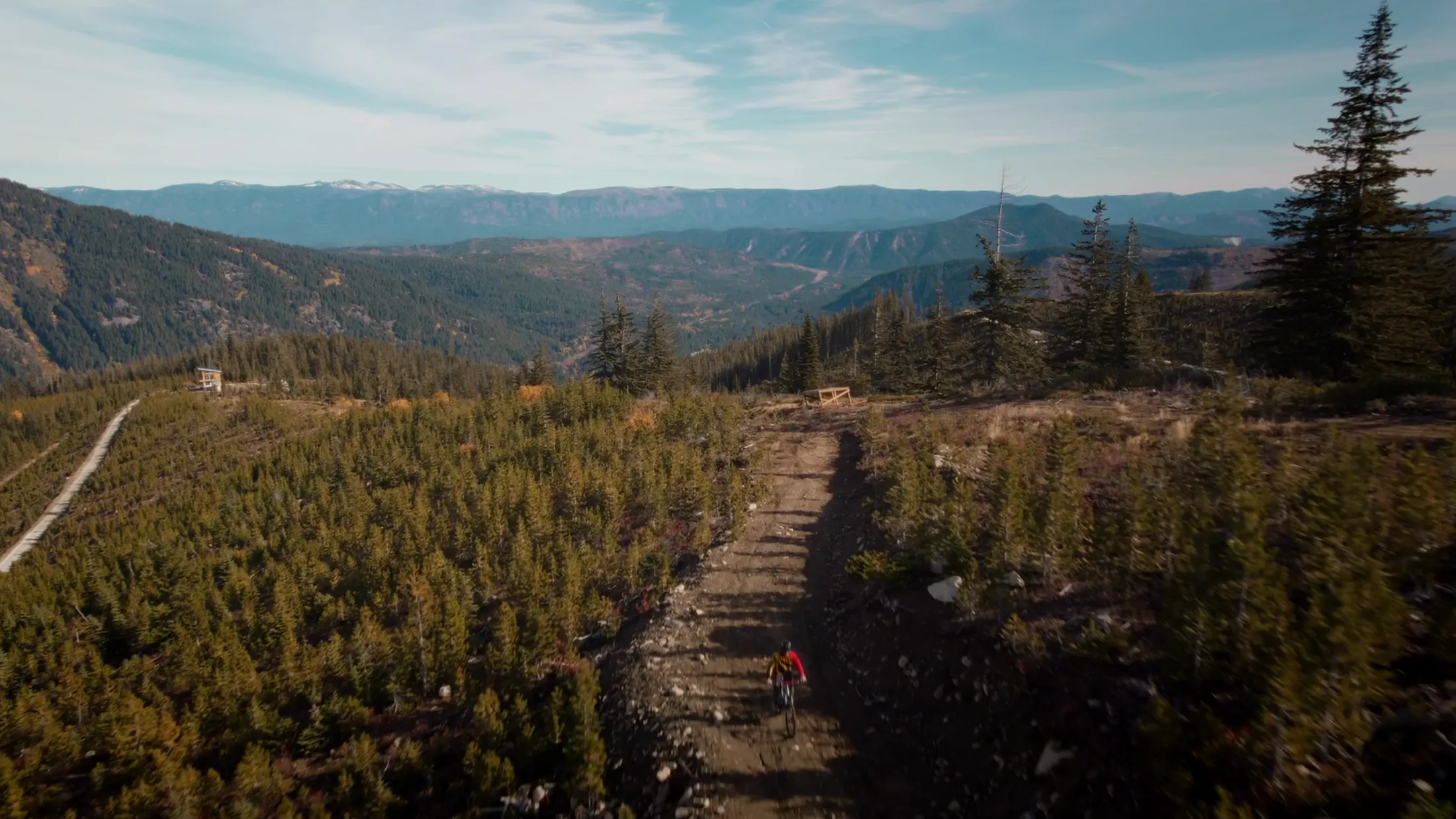 Aerial of a trail cutting through young forest