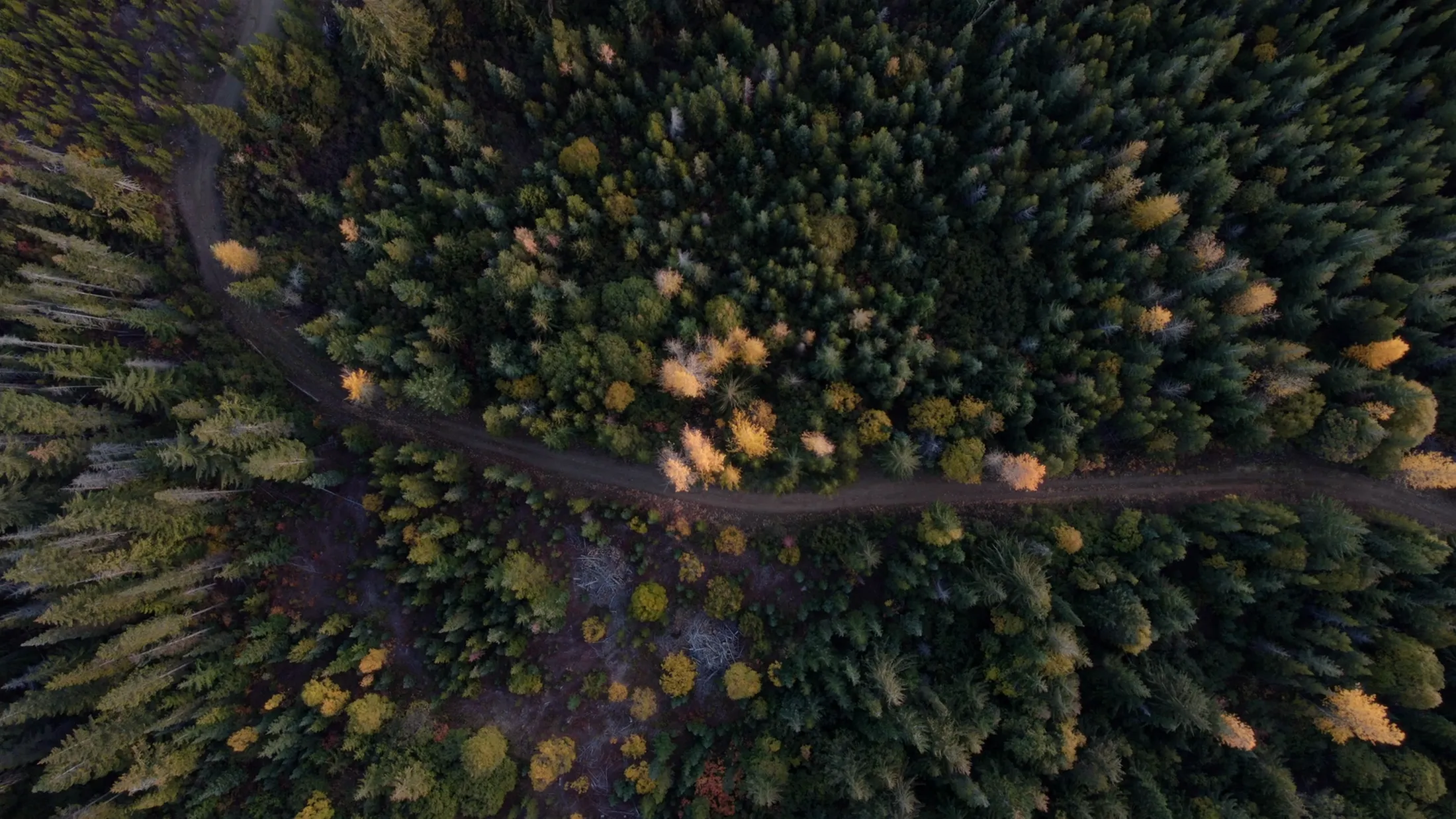 Aerial looking straight down on forest and a road