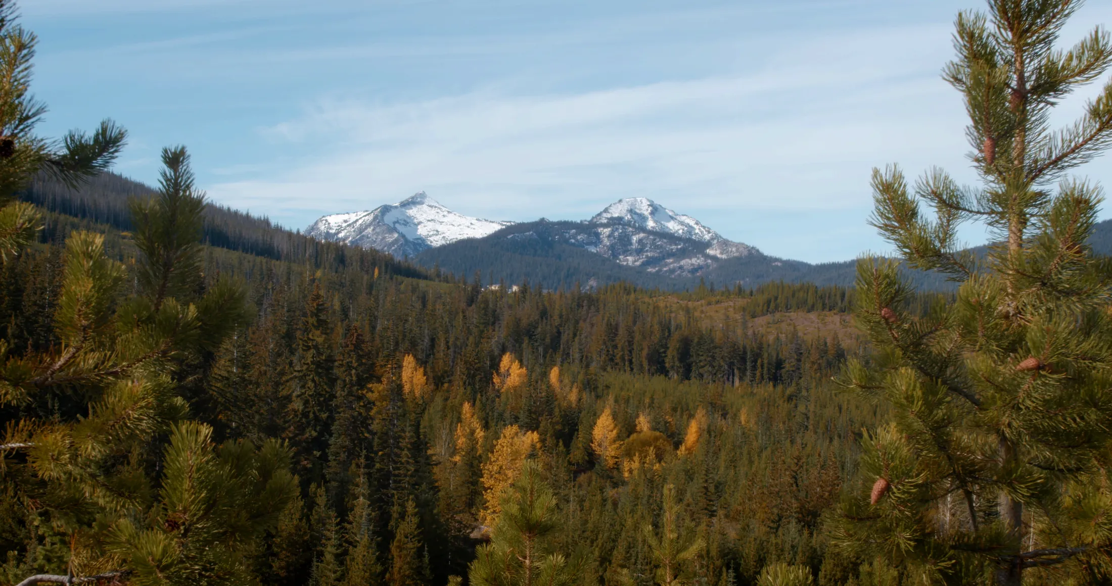 View through pines to snowcapped peaks