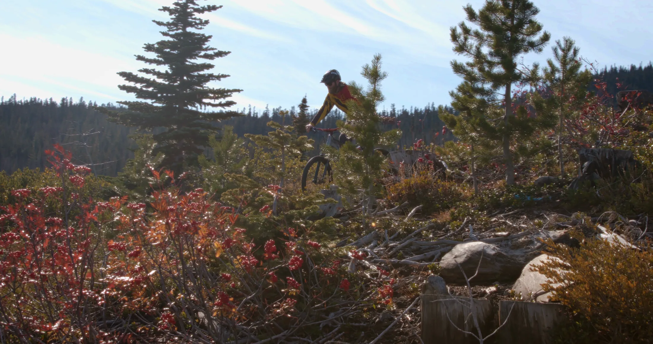 Mountain biker crossing a meadow of red brush