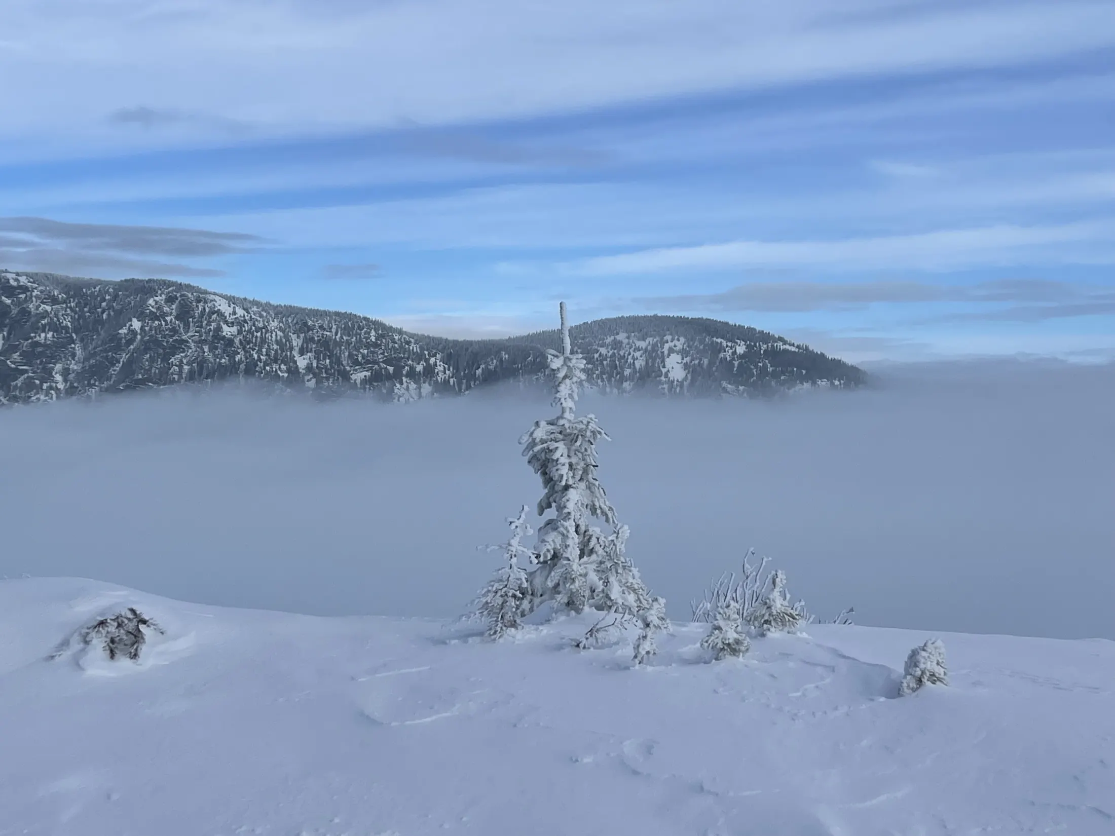 Frosted firs above a sea of clouds