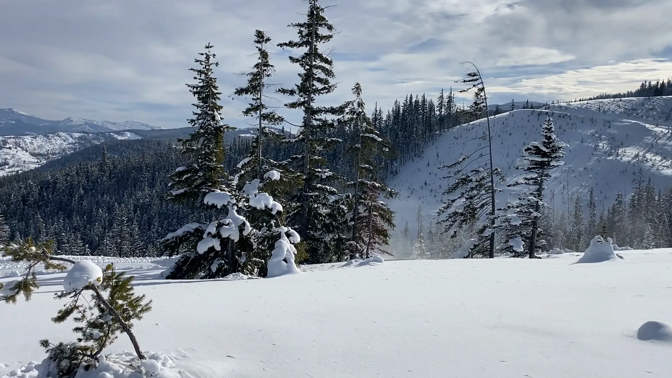 Snow-laden firs on a ridge above the valley