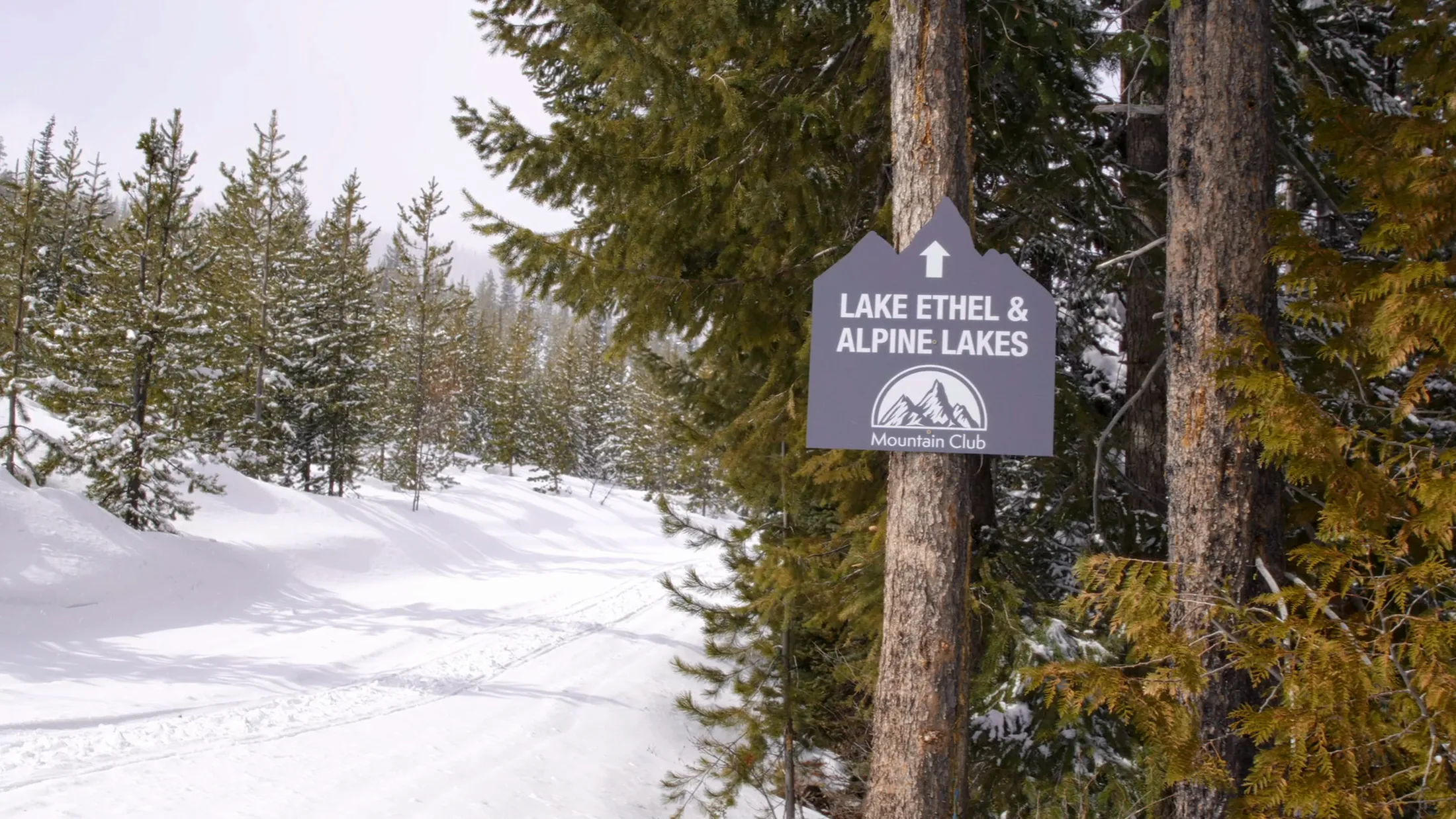 Trail sign to Lake Ethel and Alpine Lakes on a fir trunk