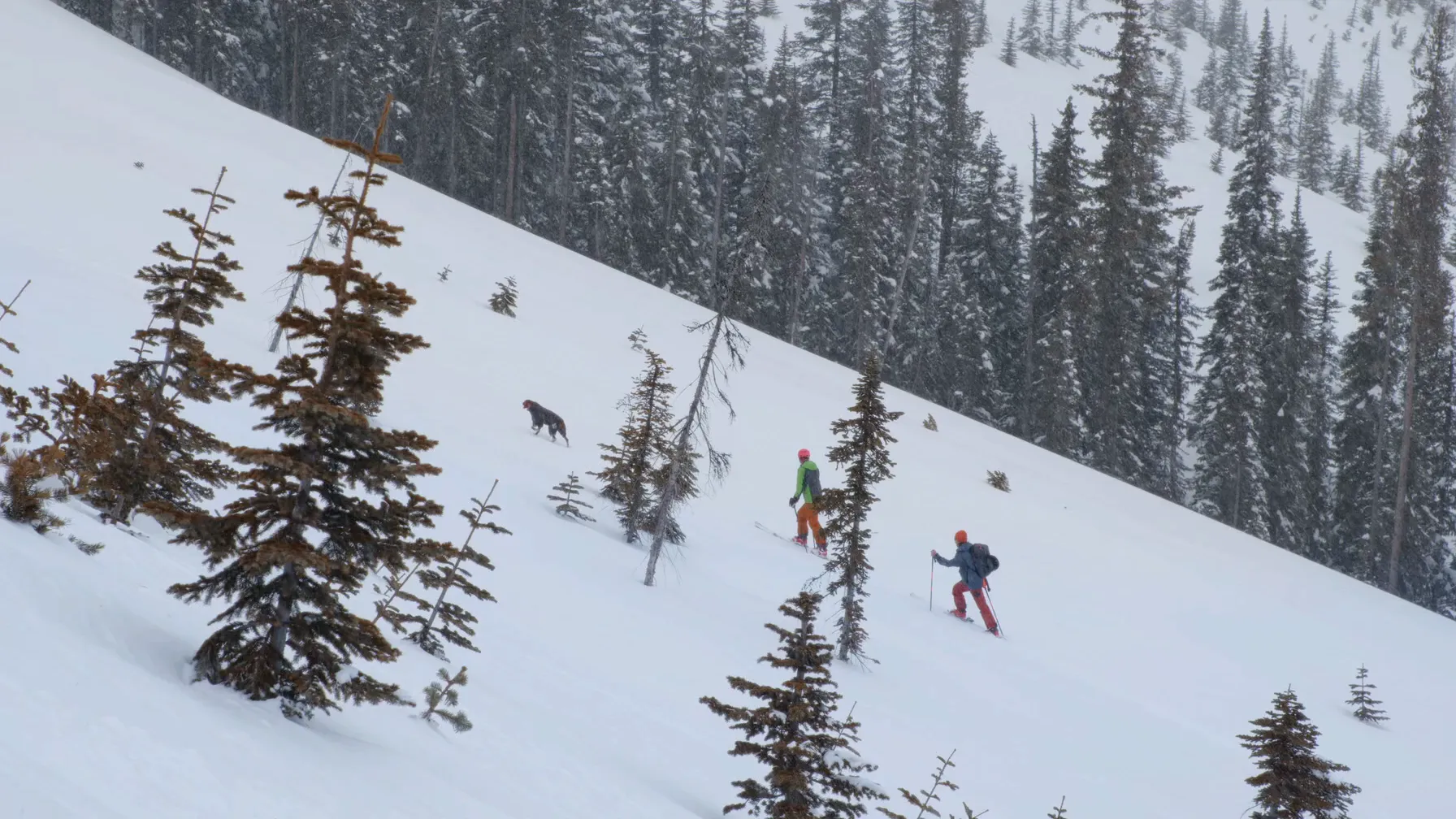 Skiers climbing an untracked slope among snowy firs